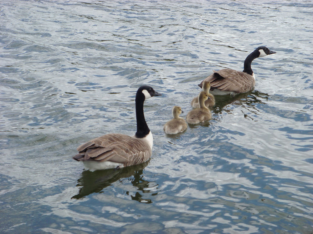 Hyde Park'ın içindeki Serpentine adlı gölette mutlu bir aile tablosu
