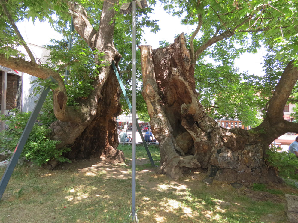 Bin yaşından büyük olduğu rivayet olunan çınar ağaçları